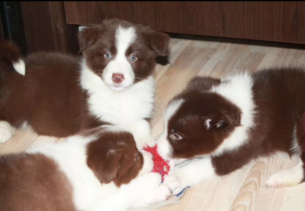 Adorable Collie Puppies for Sale in Arizona Act Now!