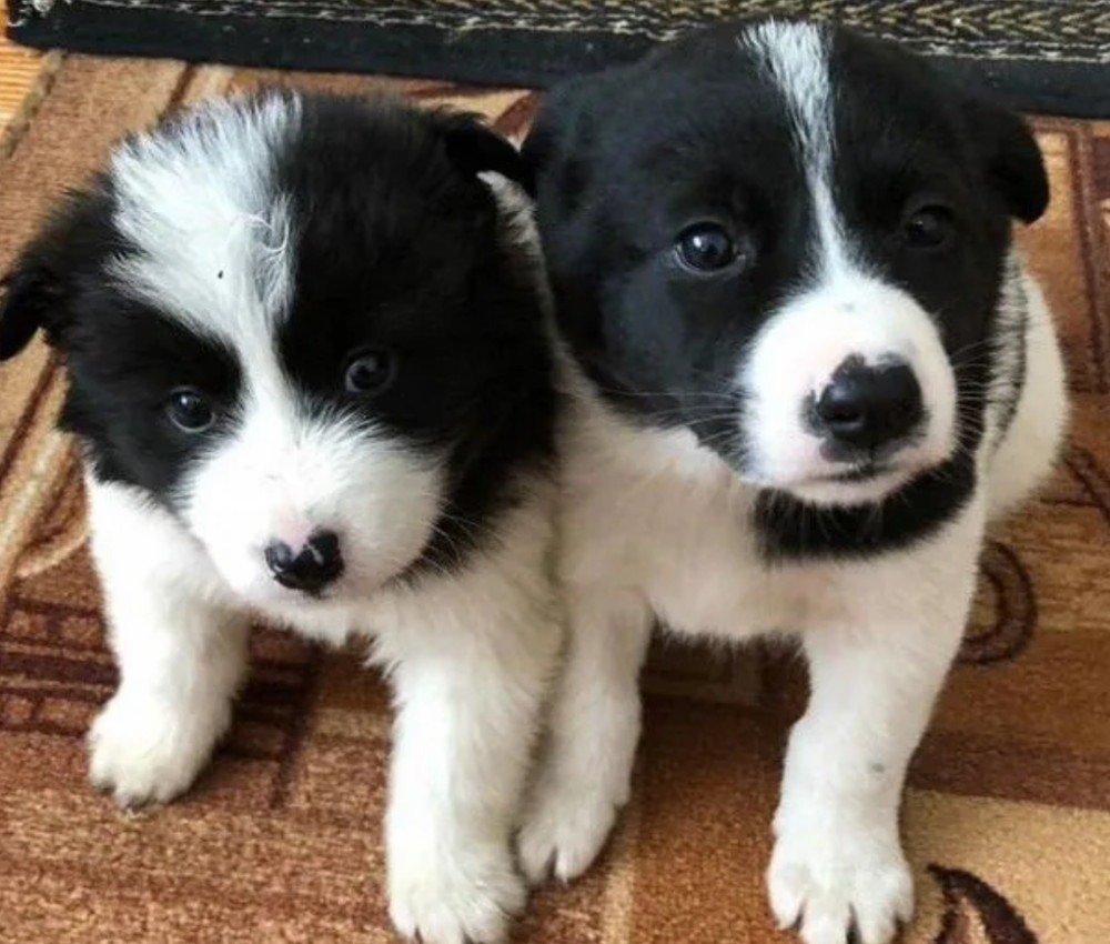 Collie Puppies for Sale in Arkansas Perfect Family Pets!