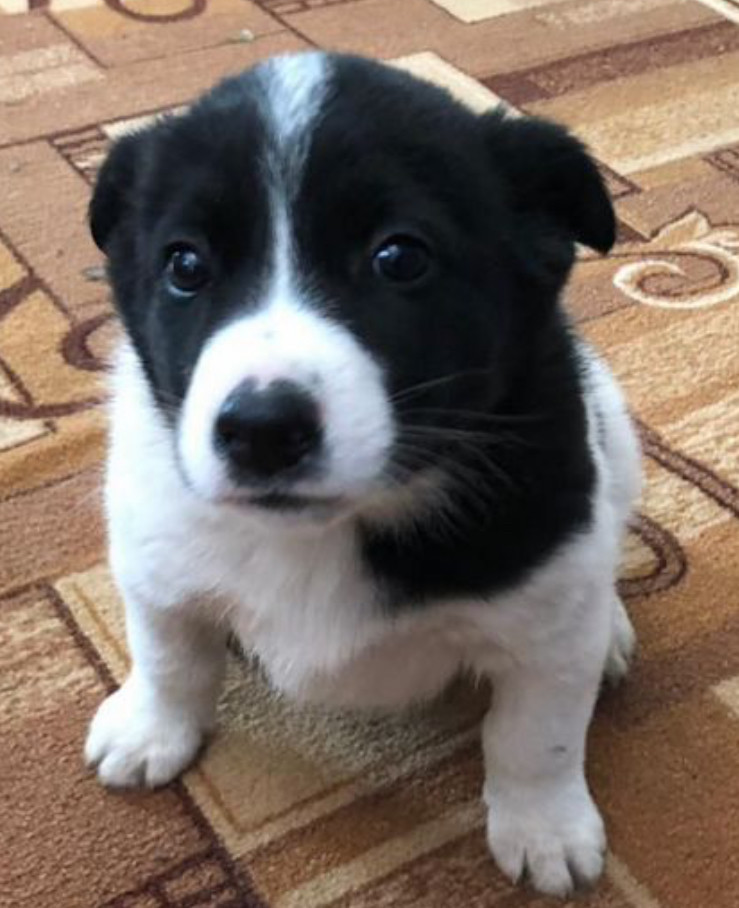 Collie Puppies for Sale in Arkansas Perfect Family Pets!