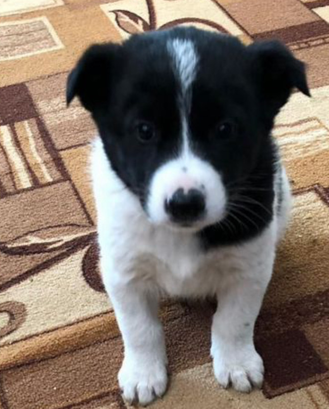 Collie Puppies for Sale in Arkansas Perfect Family Pets!