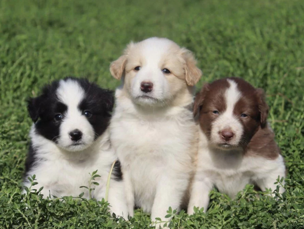 Healthy Collie Puppies for Sale in California Available Now!