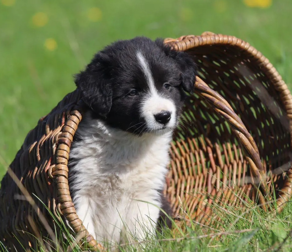 Healthy Collie Puppies for Sale in California Available Now!