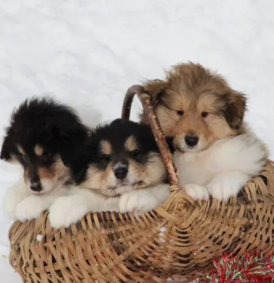 Healthy Collie Puppies for Sale in California Available Now!
