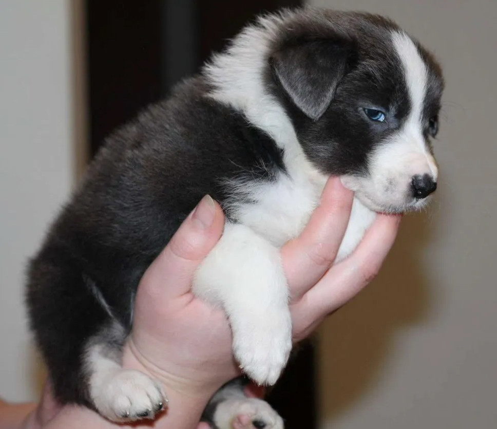 Healthy Collie Puppies for Sale in California Available Now!