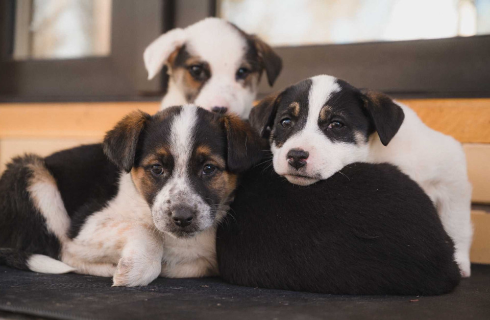 Collie Puppies for Sale in Colorado Limited Availability!