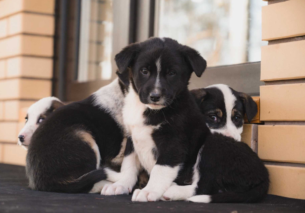 Collie Puppies for Sale in Colorado Limited Availability!