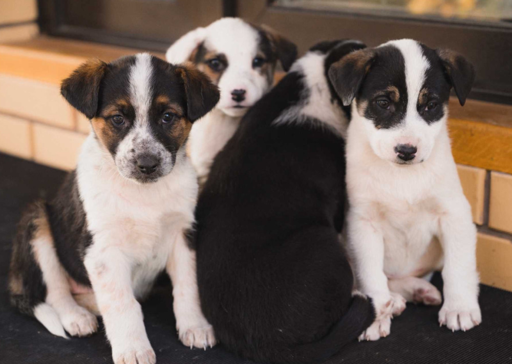 Collie Puppies for Sale in Colorado Limited Availability!