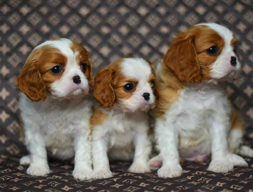 Adorable Cavalier King Charles Spaniel Puppies for Sale in Indiana Limited Availability!