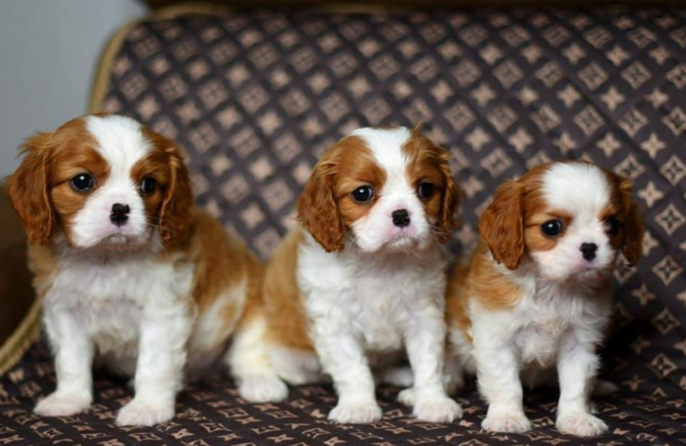 Adorable Cavalier King Charles Spaniel Puppies for Sale in Indiana Limited Availability!