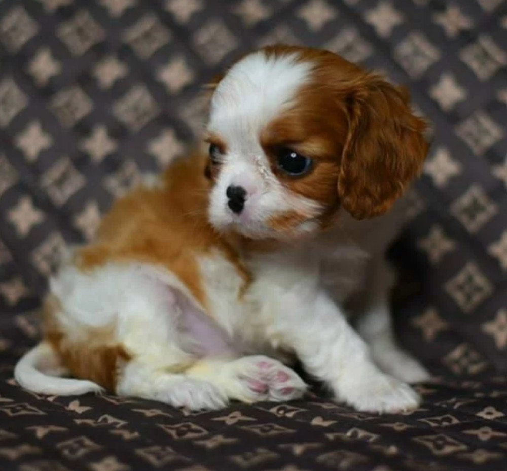 Adorable Cavalier King Charles Spaniel Puppies for Sale in Indiana Limited Availability!
