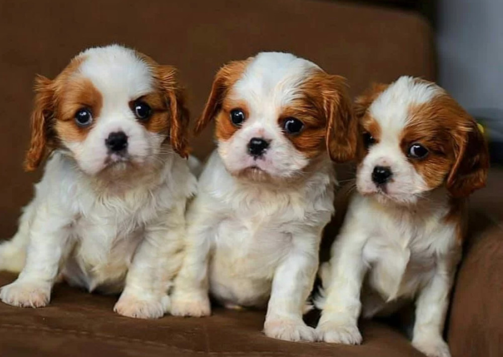 Adorable Cavalier King Charles Spaniel Puppies for Sale in Indiana Limited Availability!