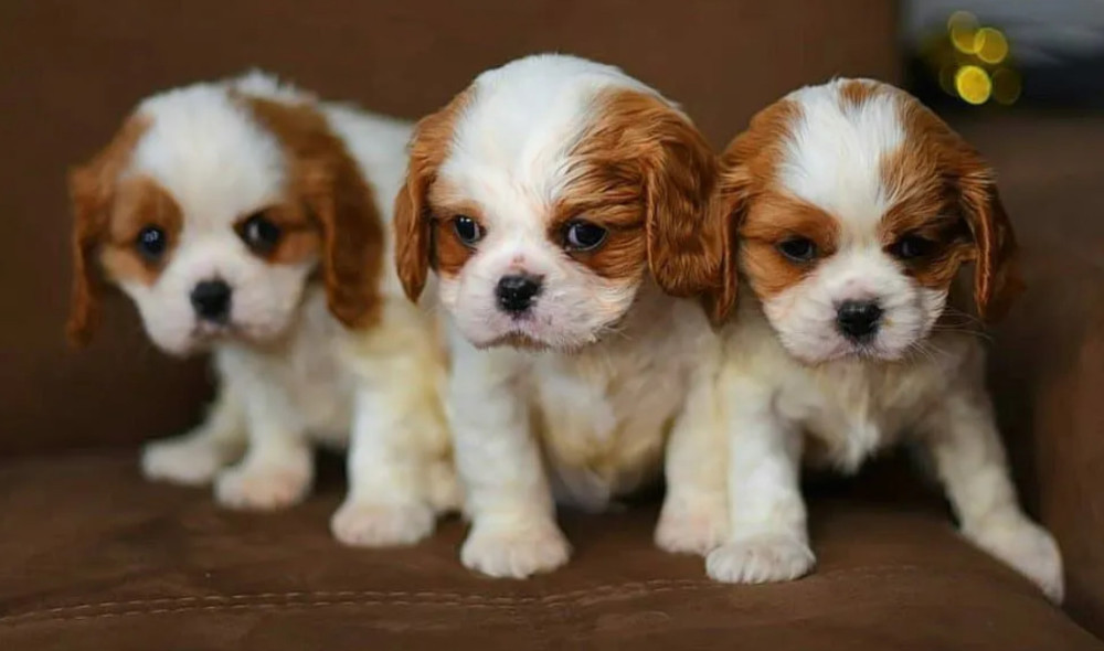 Adorable Cavalier King Charles Spaniel Puppies for Sale in Indiana Limited Availability!