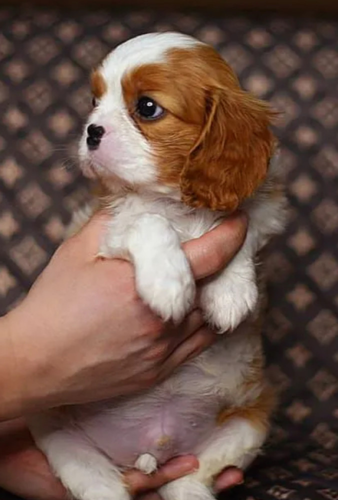 Adorable Cavalier King Charles Spaniel Puppies for Sale in Indiana Limited Availability!