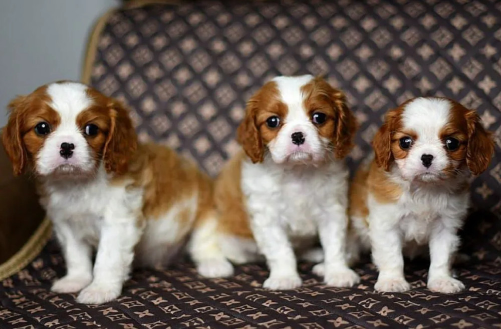 Adorable Cavalier King Charles Spaniel Puppies for Sale in Indiana Limited Availability!