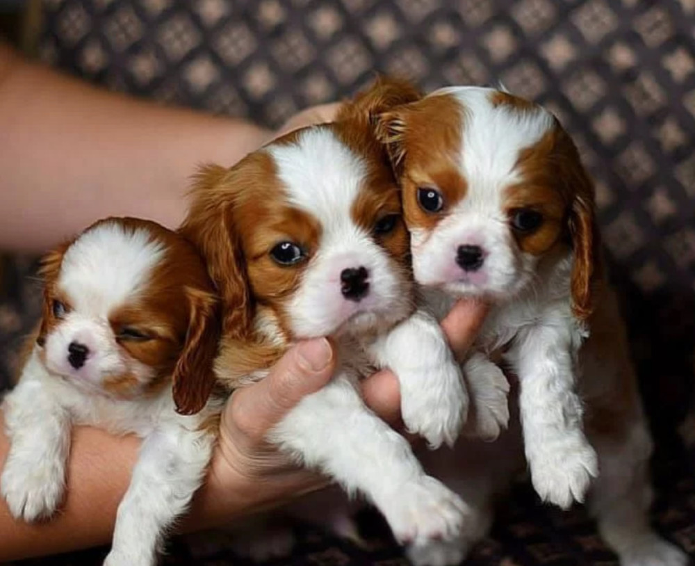 Adorable Cavalier King Charles Spaniel Puppies for Sale in Indiana Limited Availability!