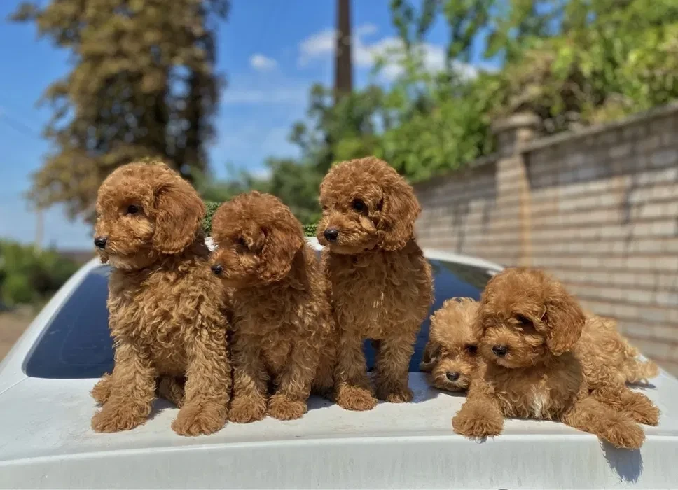 Toy poodle and maltese kids.