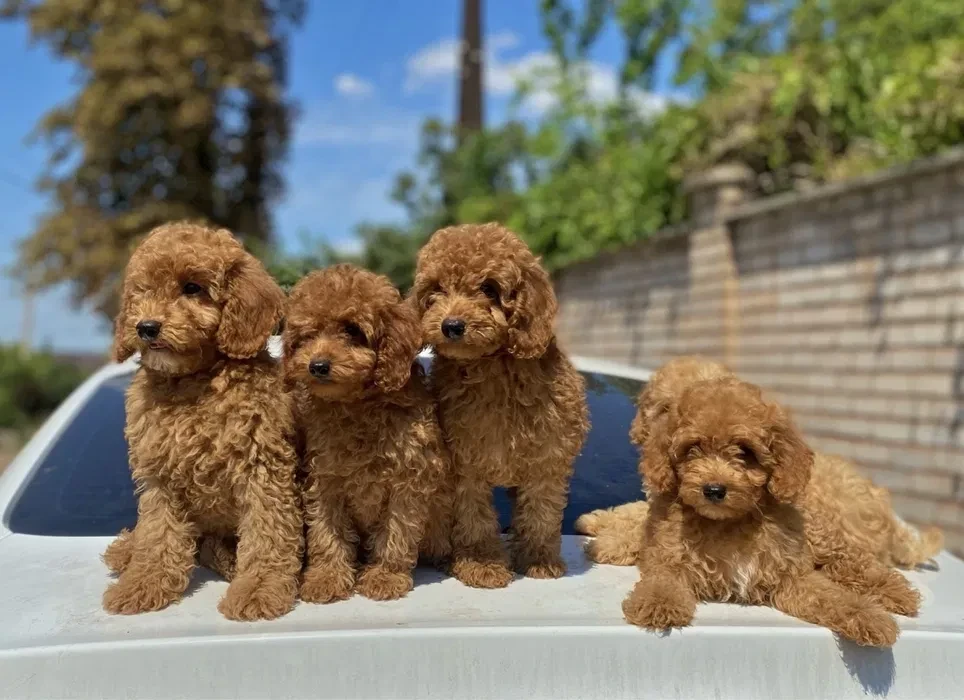 Toy poodle and maltese kids.