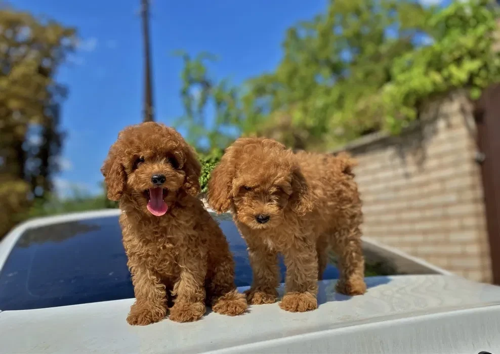 Toy poodle and maltese kids.