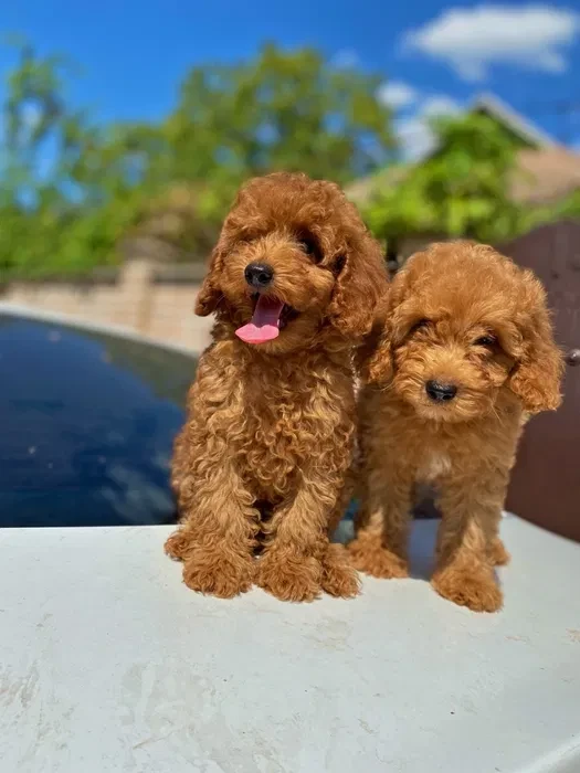 Toy poodle and maltese kids.