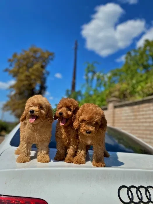 Toy poodle and maltese kids.