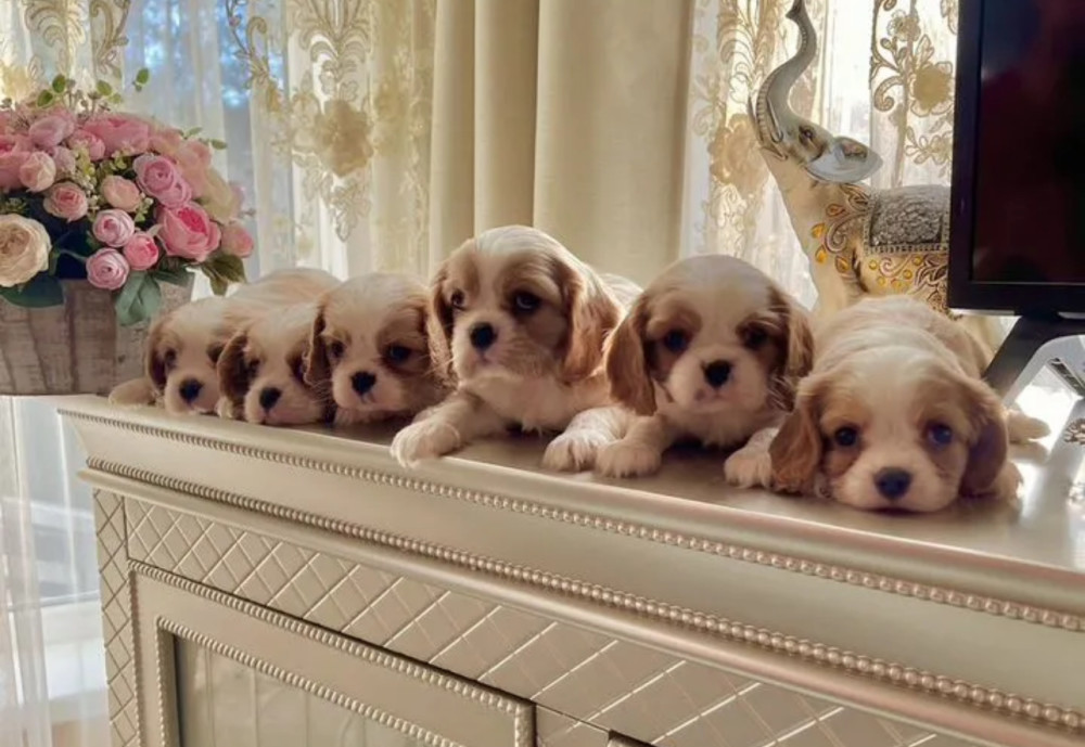 Cavalier King Charles Spaniel Puppies for Sale in Kentucky!