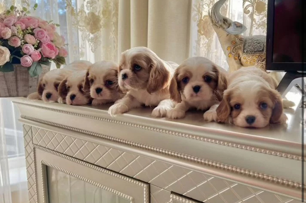 Cavalier King Charles Spaniel Puppies for Sale in Kentucky!