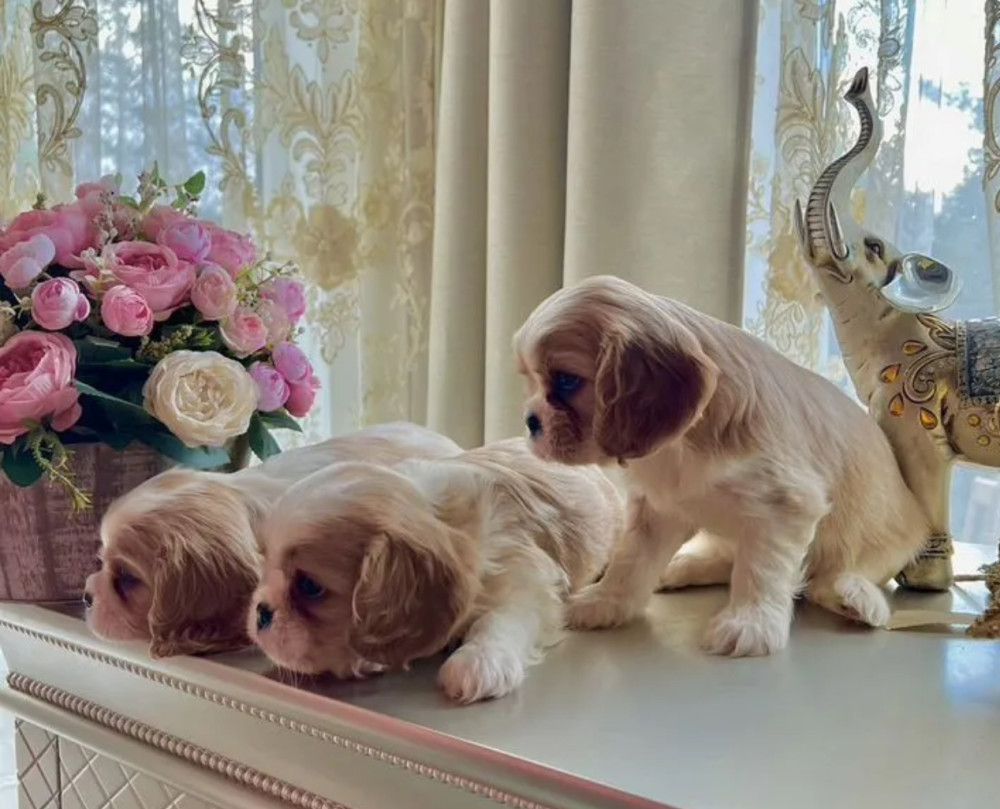 Cavalier King Charles Spaniel Puppies for Sale in Kentucky!