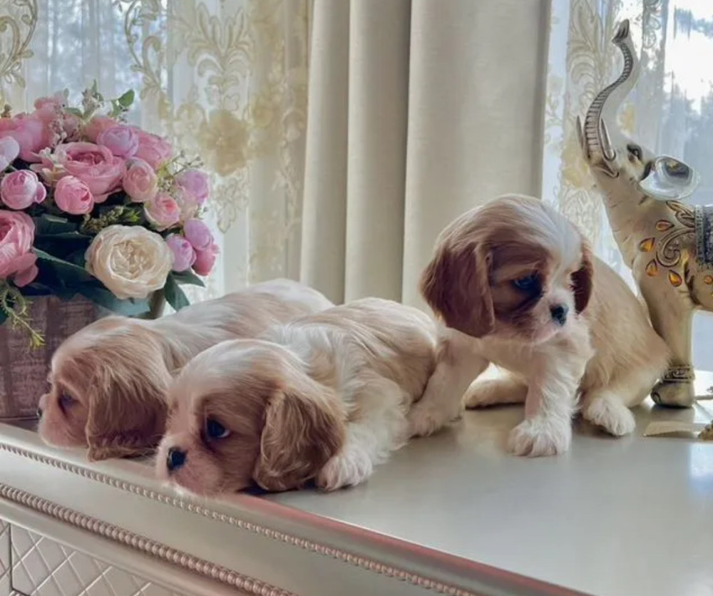 Cavalier King Charles Spaniel Puppies for Sale in Kentucky!