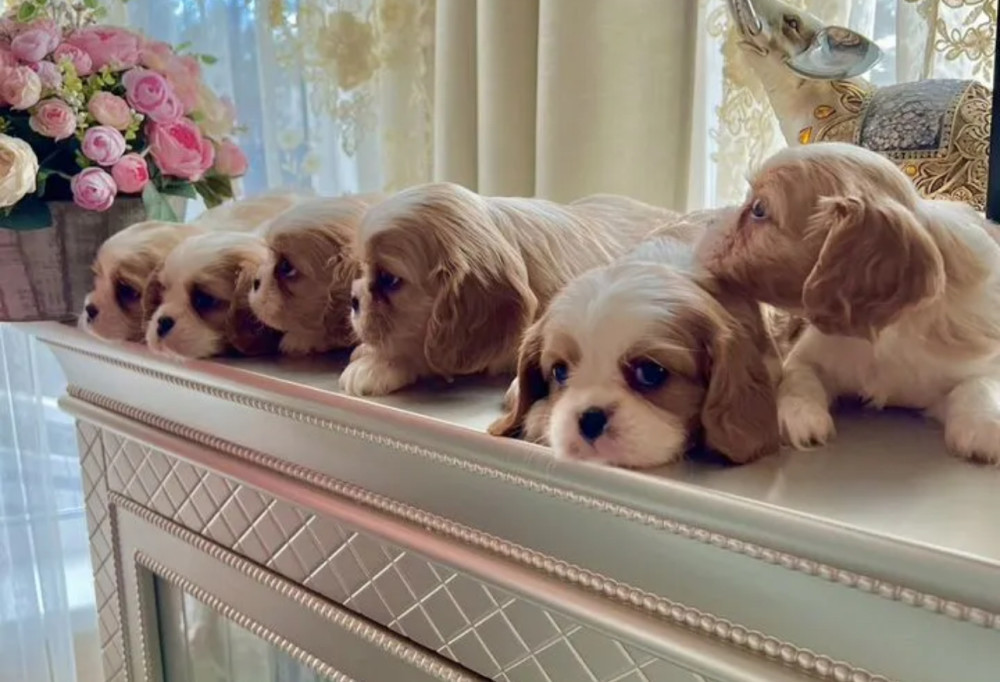 Cavalier King Charles Spaniel Puppies for Sale in Kentucky!