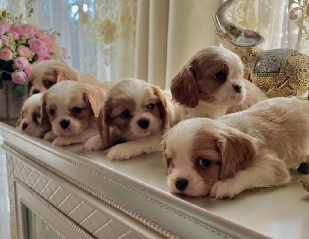 Cavalier King Charles Spaniel Puppies for Sale in Kentucky!