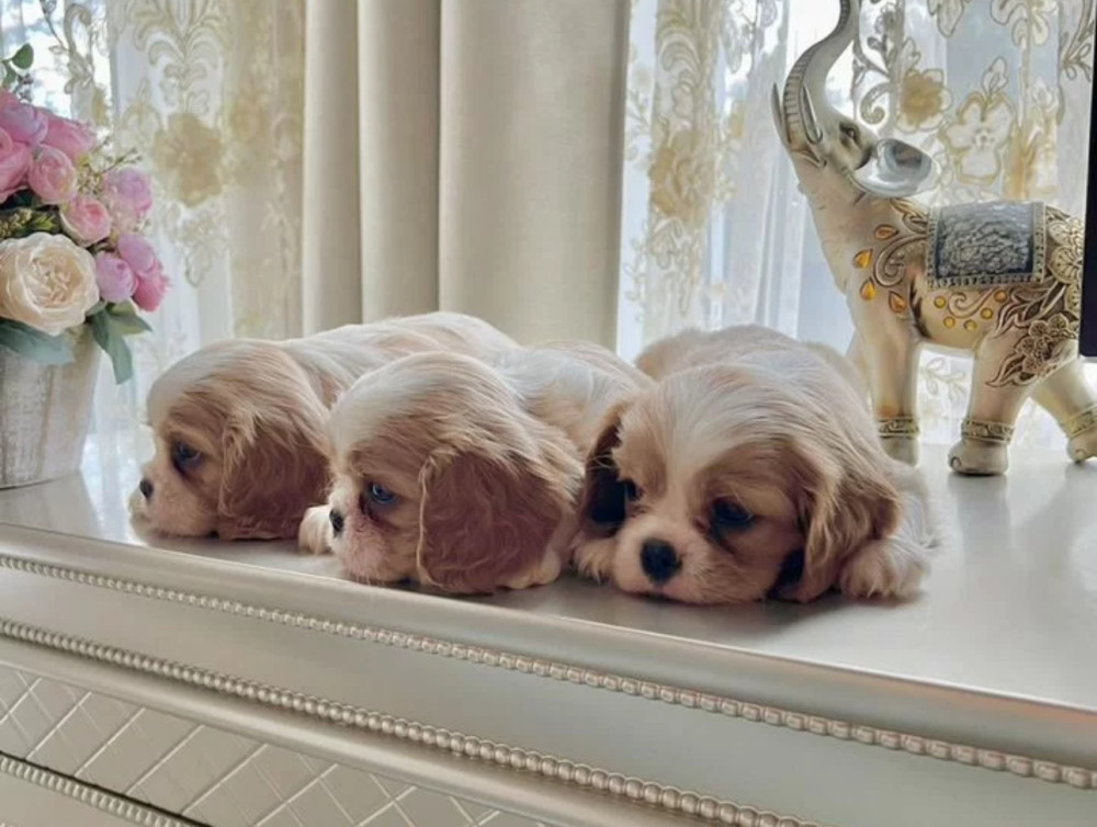 Cavalier King Charles Spaniel Puppies for Sale in Kentucky!