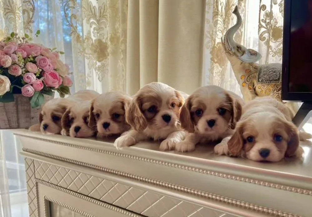 Cavalier King Charles Spaniel Puppies for Sale in Kentucky!