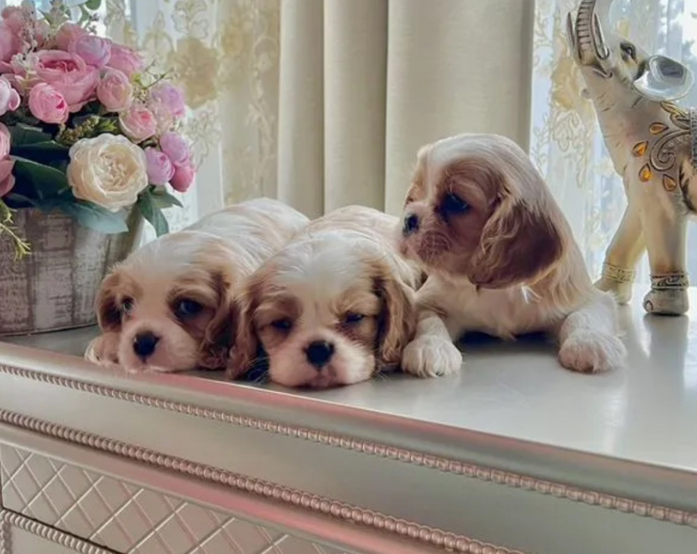 Cavalier King Charles Spaniel Puppies for Sale in Kentucky!