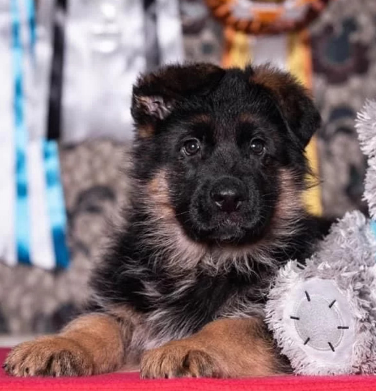 German Shepherd Puppies for Sale in Connecticut Your Loyal Companion Awaits!