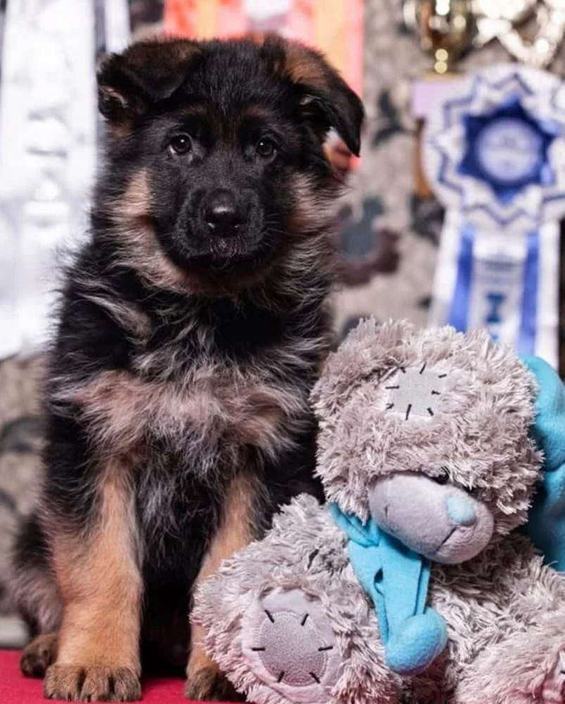 German Shepherd Puppies for Sale in Connecticut Your Loyal Companion Awaits!