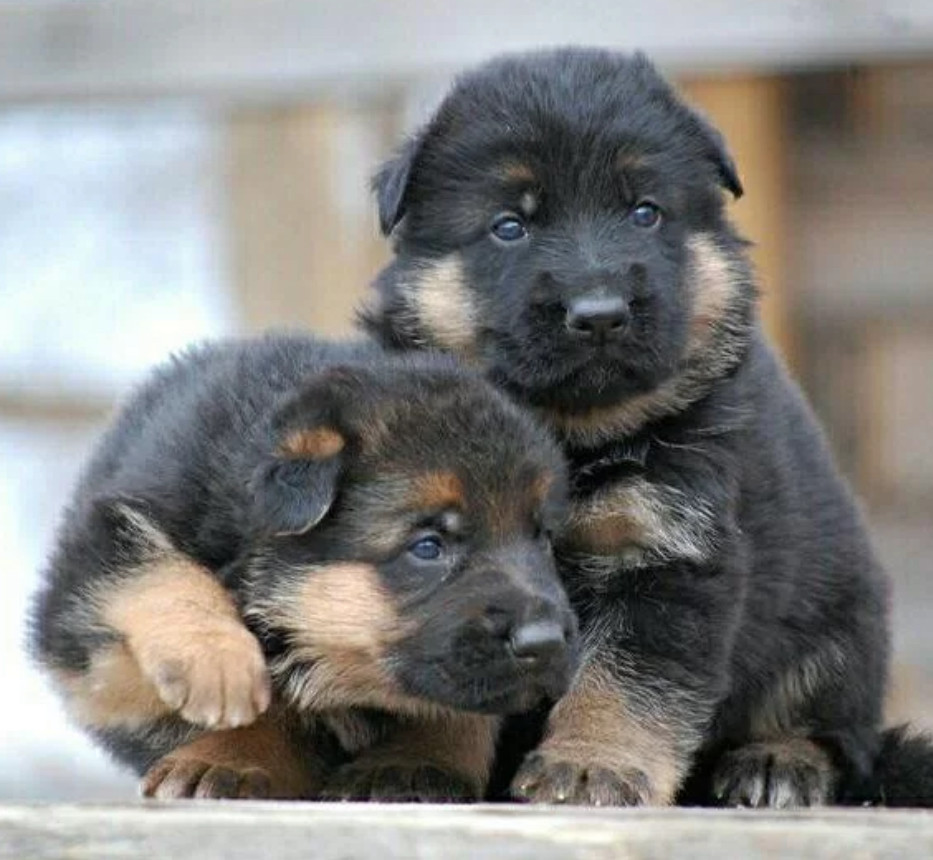 Adorable German Shepherd Puppies for Sale in the State of Delaware Limited Availability!