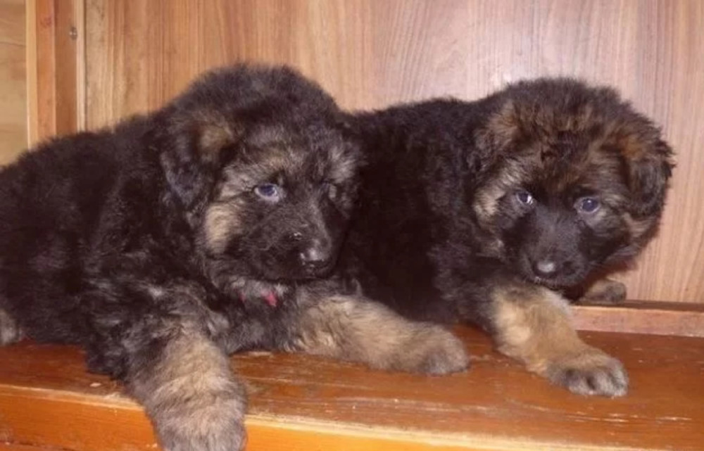 Adorable German Shepherd Puppies for Sale in the State of Delaware Limited Availability!