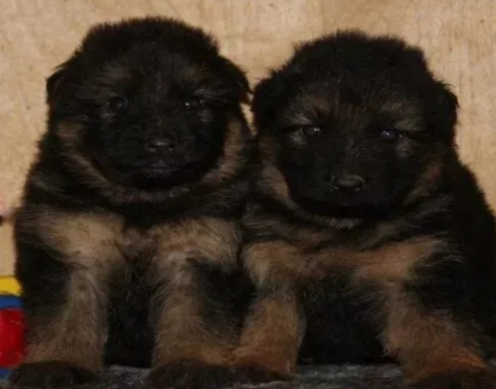 Adorable German Shepherd Puppies for Sale in the State of Delaware Limited Availability!