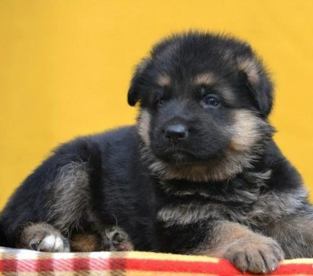 Adorable German Shepherd Puppies for Sale in the State of Delaware Limited Availability!