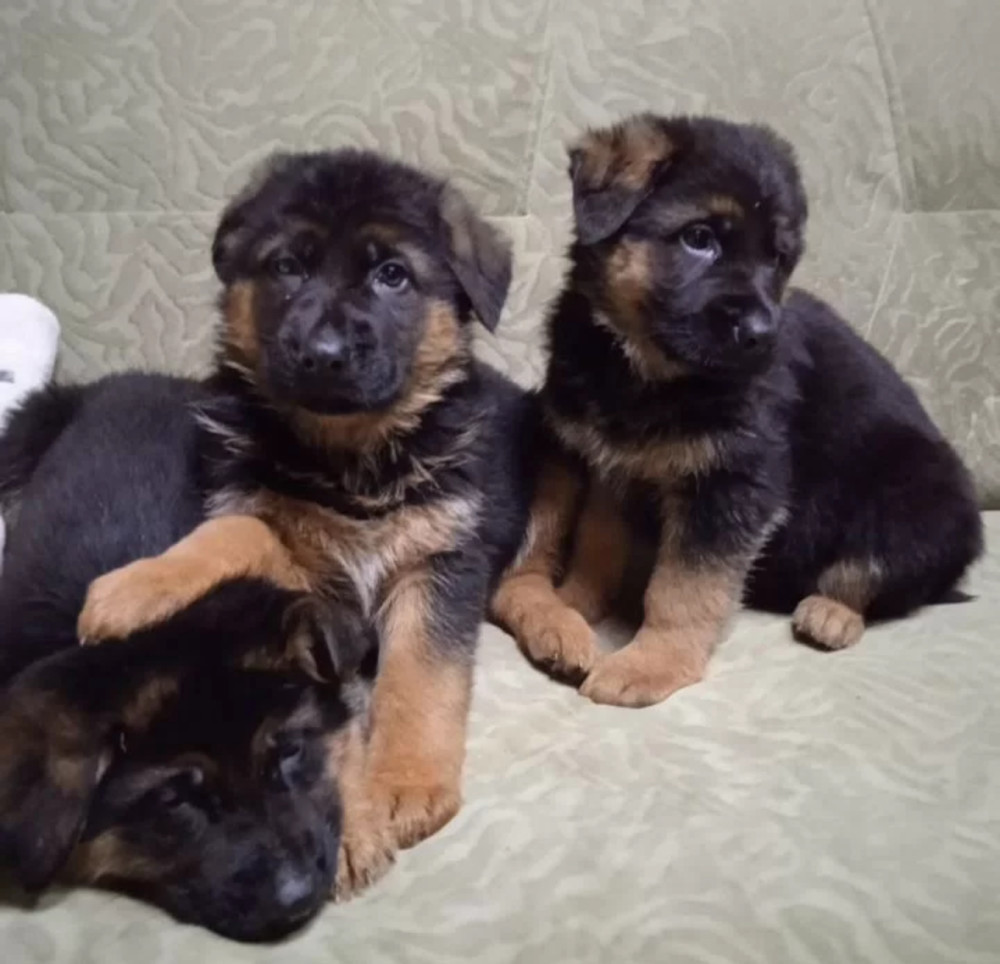 German Shepherd Puppies for Sale in Florida Perfect Family Pets!
