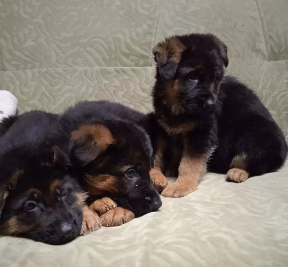 German Shepherd Puppies for Sale in Florida Perfect Family Pets!