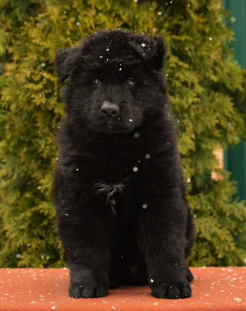 German Shepherd Puppies for Sale in the State of Idaho Exceptional Quality & Temperament!