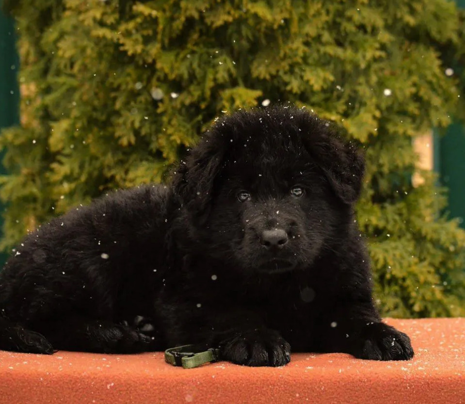 German Shepherd Puppies for Sale in the State of Idaho Exceptional Quality & Temperament!