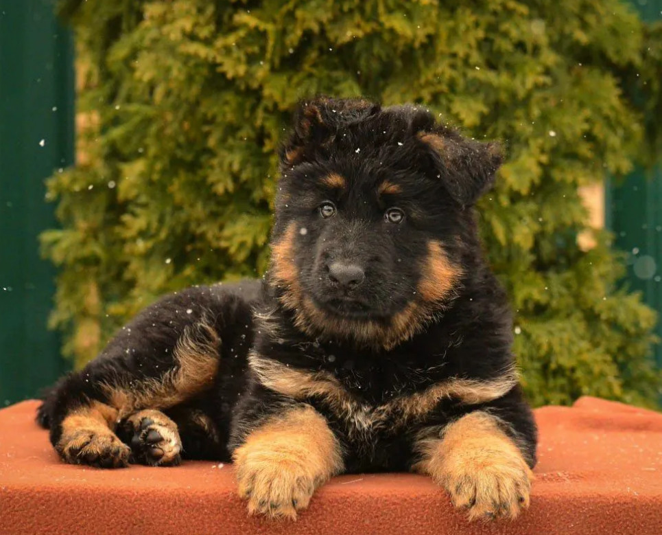 German Shepherd Puppies for Sale in the State of Idaho Exceptional Quality & Temperament!