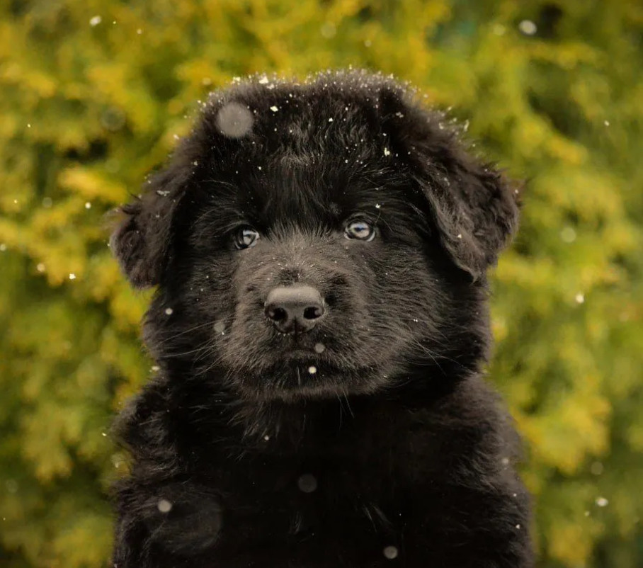 German Shepherd Puppies for Sale in the State of Idaho Exceptional Quality & Temperament!
