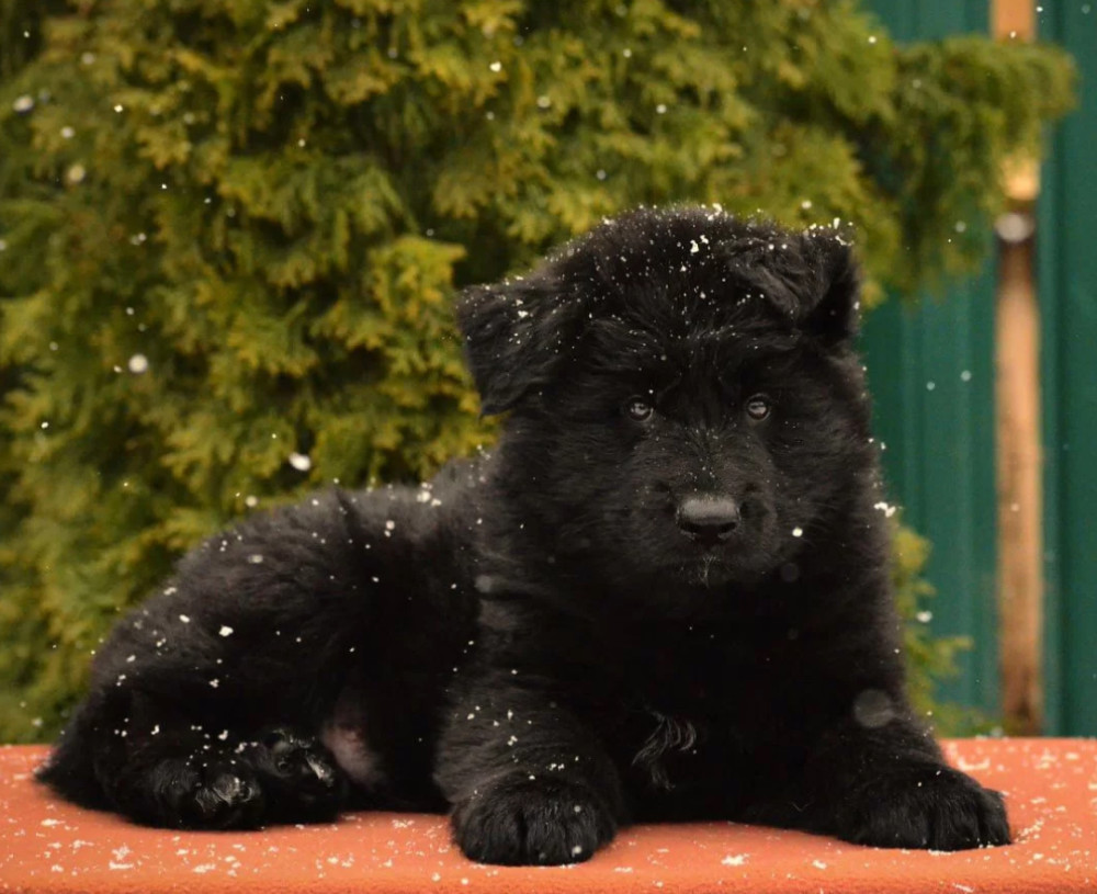 German Shepherd Puppies for Sale in the State of Idaho Exceptional Quality & Temperament!
