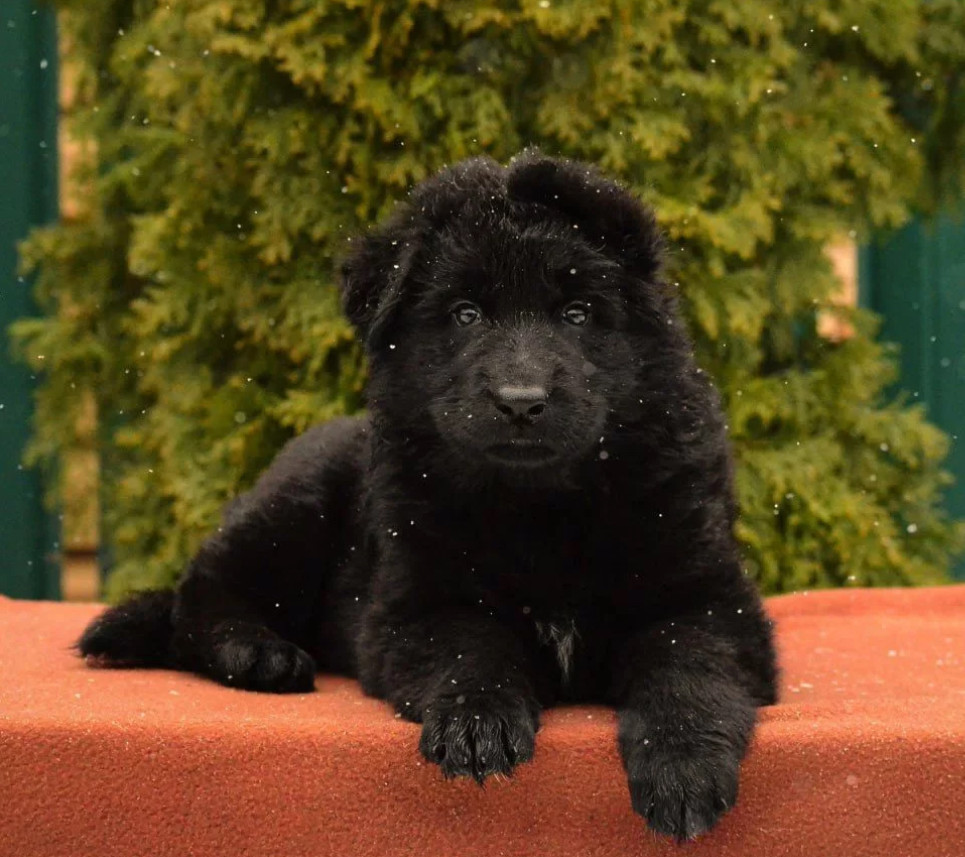 German Shepherd Puppies for Sale in the State of Idaho Exceptional Quality & Temperament!