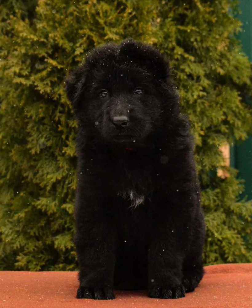 German Shepherd Puppies for Sale in the State of Idaho Exceptional Quality & Temperament!