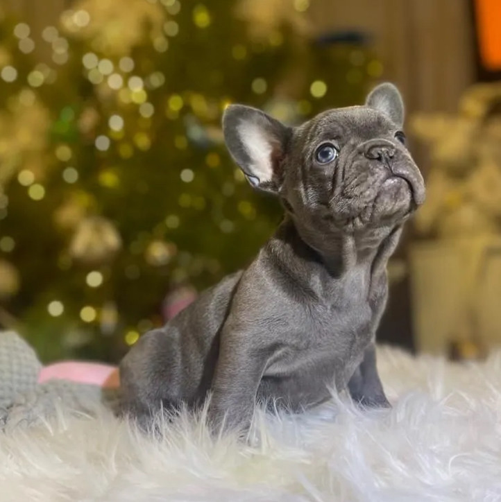 Purebred French Bulldog Puppies for Sale Perfect Family Pets
