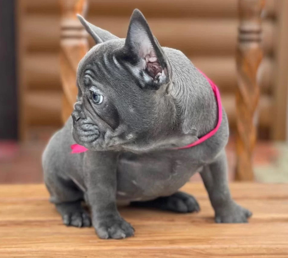 Purebred French Bulldog Puppies for Sale Perfect Family Pets